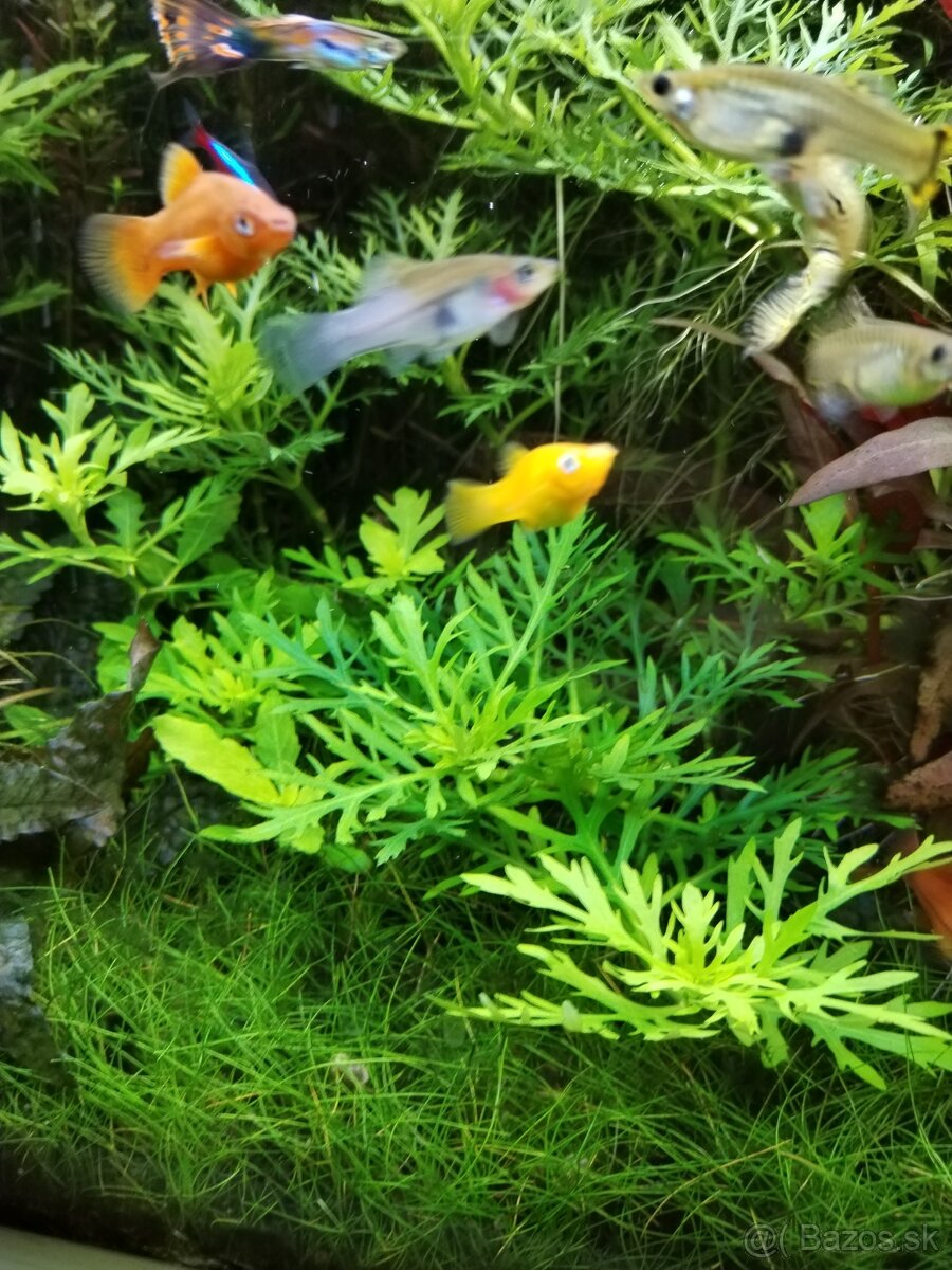 Akváriové rastliny
