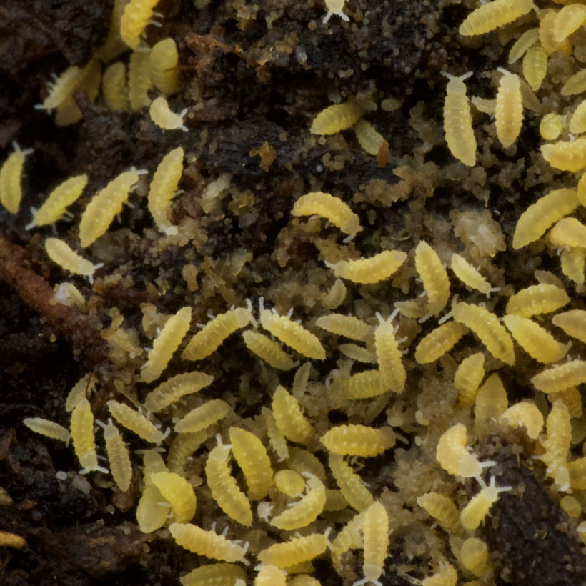 Predám springtails Yellou..