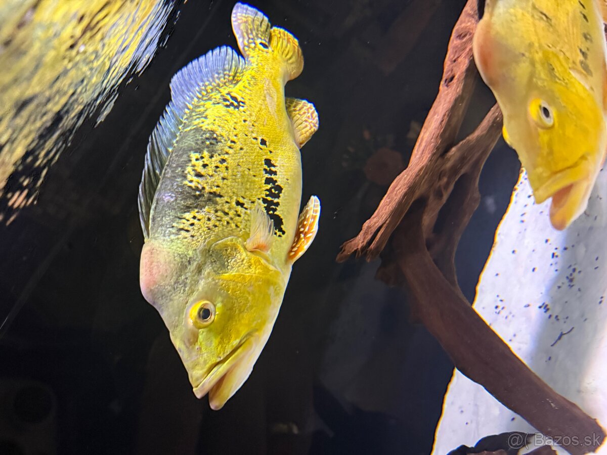 Cichla Kelberi