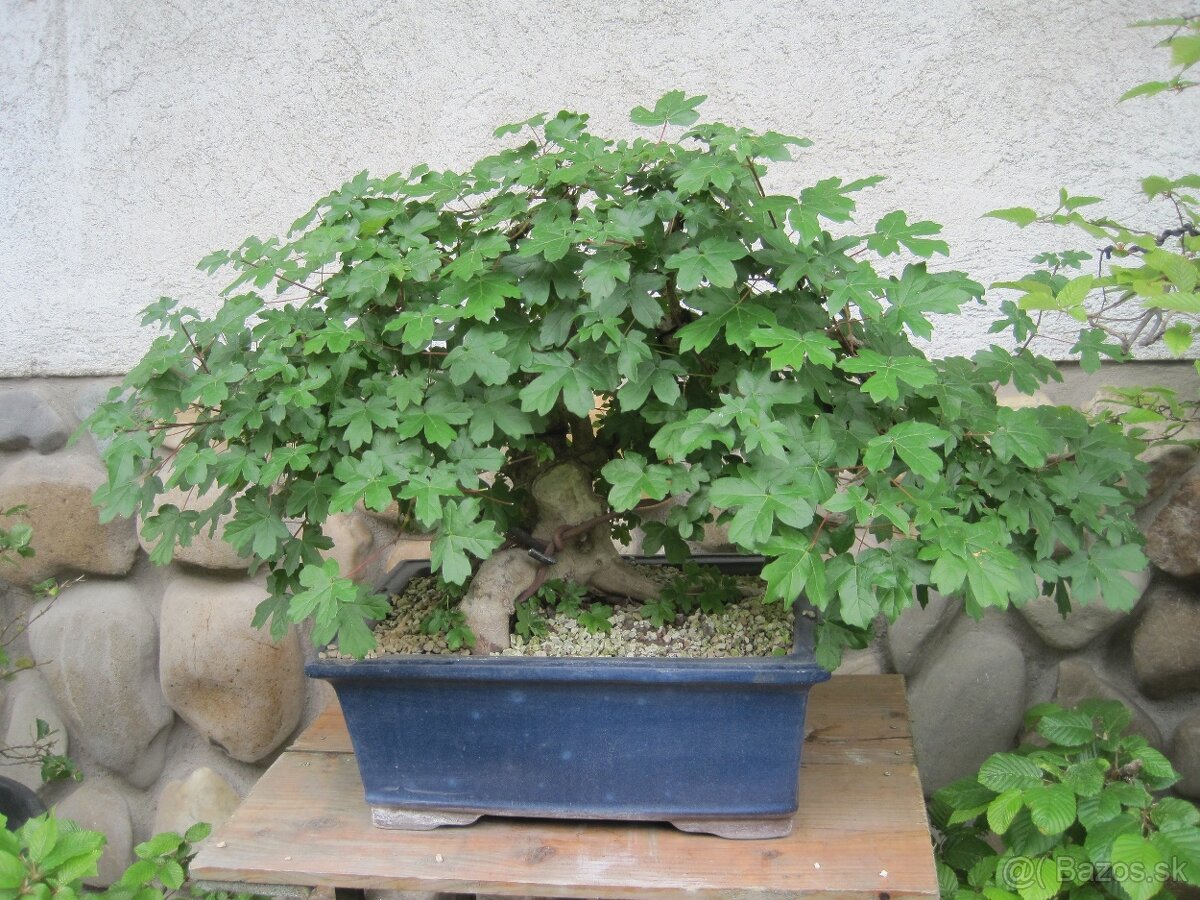 bonsai,bonsaj-JAVOR POLNÝ 2