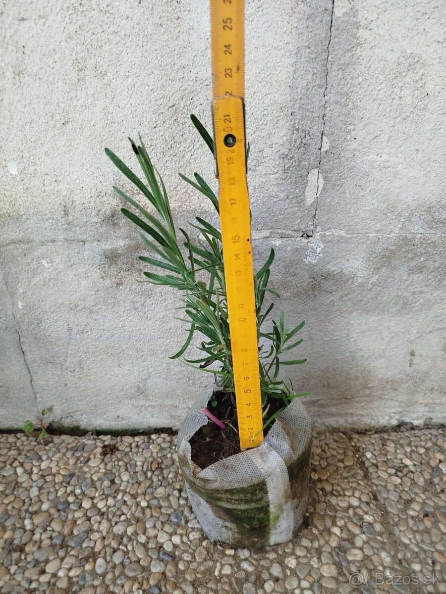 Levandulová lekárska