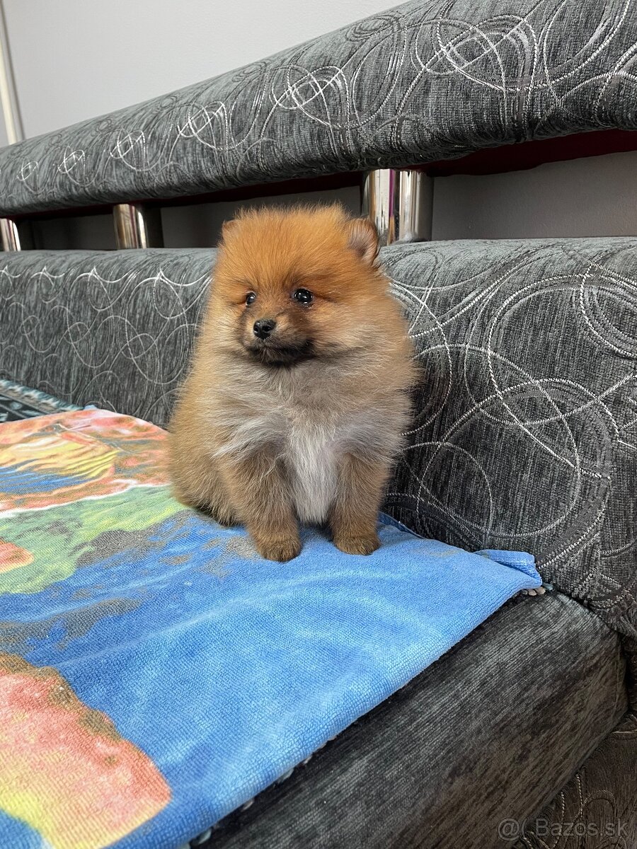 Oranžový špic -Pomeranian