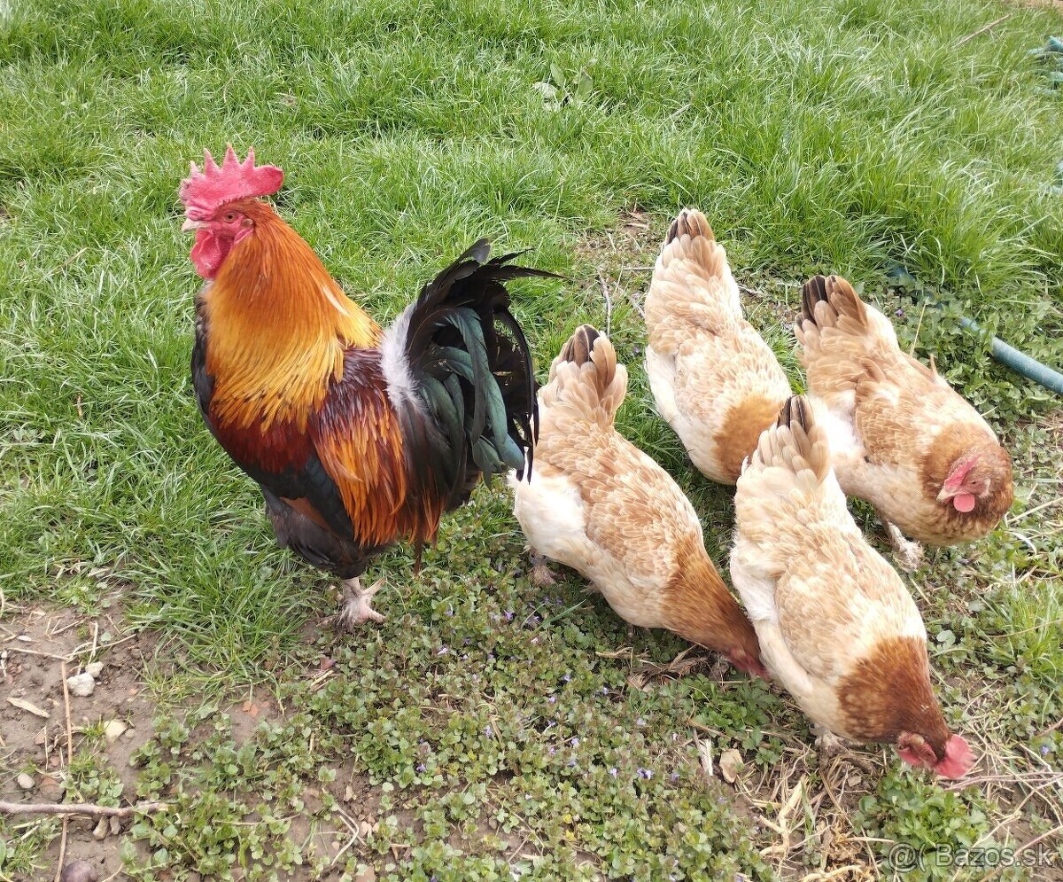 Nasadove vajíčka Hodvabnicky, Marans, Faverolka