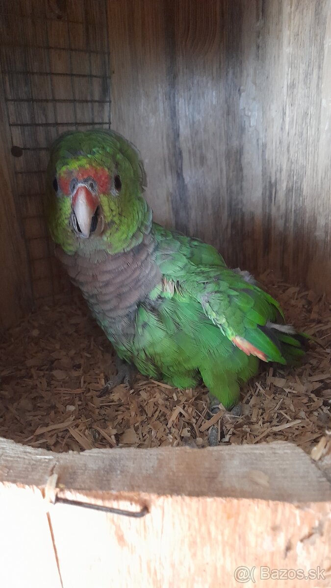 amazonan Vinovorudy(VINACEA)