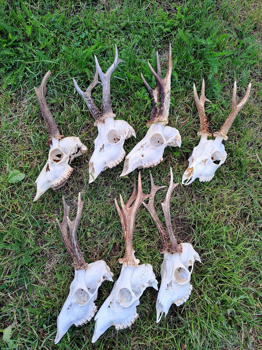 srnčie trofeje