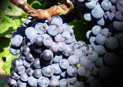 Cabernet Sauvignon Predám hrozno