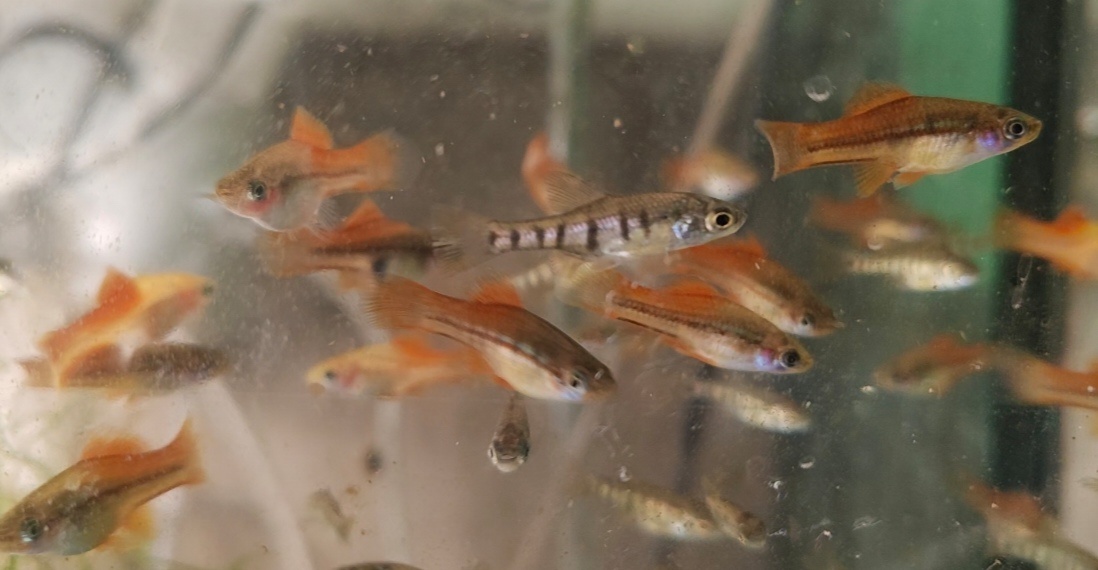 Xiphophorus Helleri