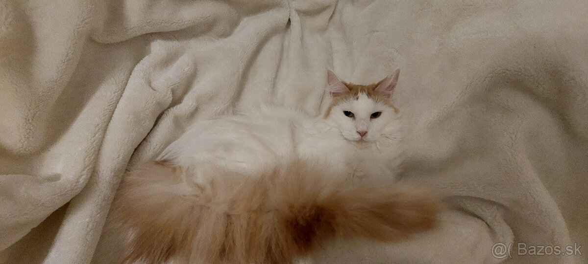 Mainska myvalia mainský