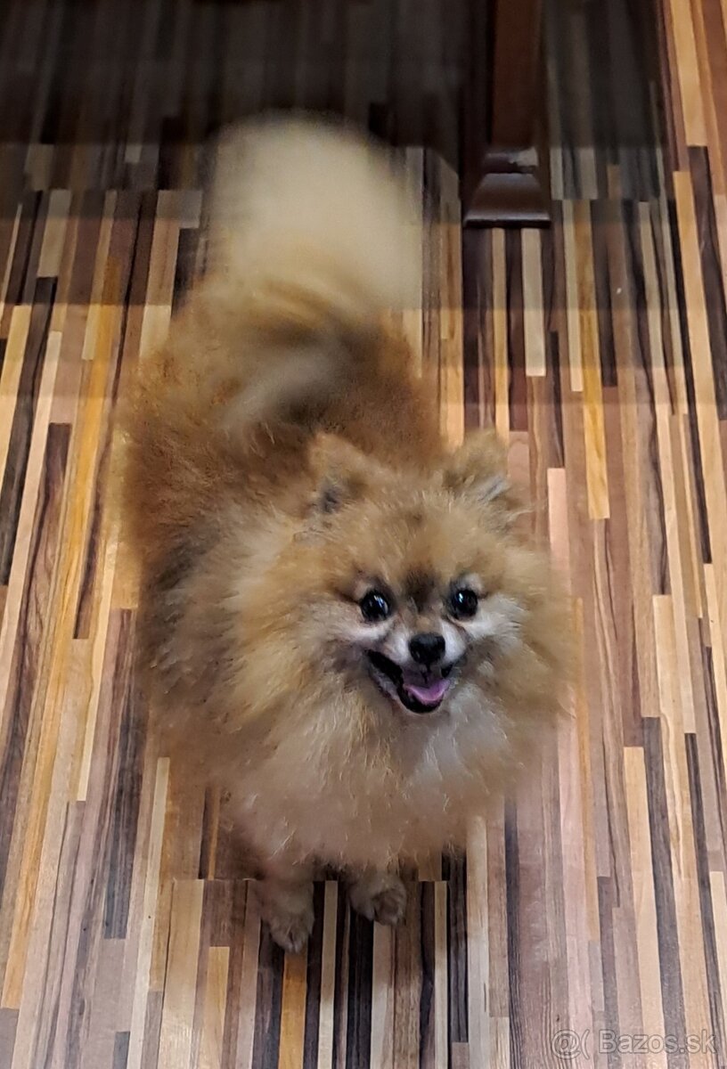 Nemecký  trpaslicí  špic typ pomeranian