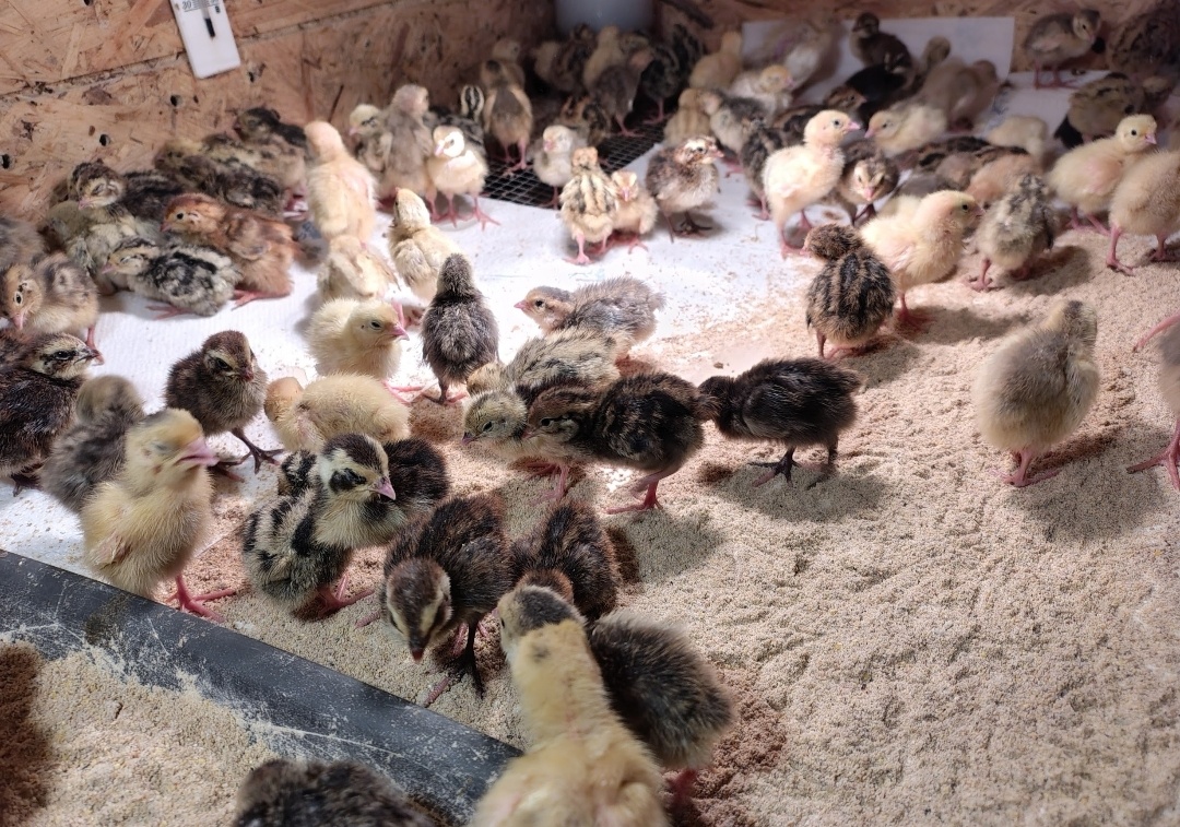 Predám japonské prepelice