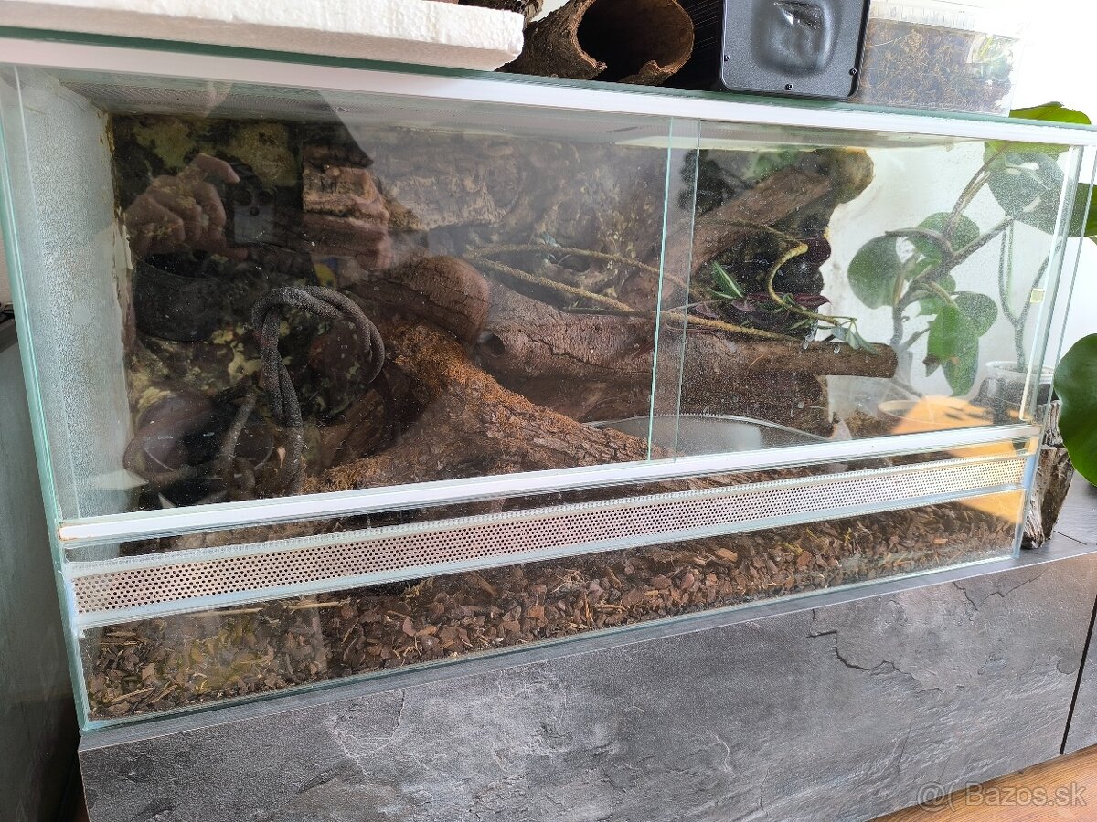 Terarium