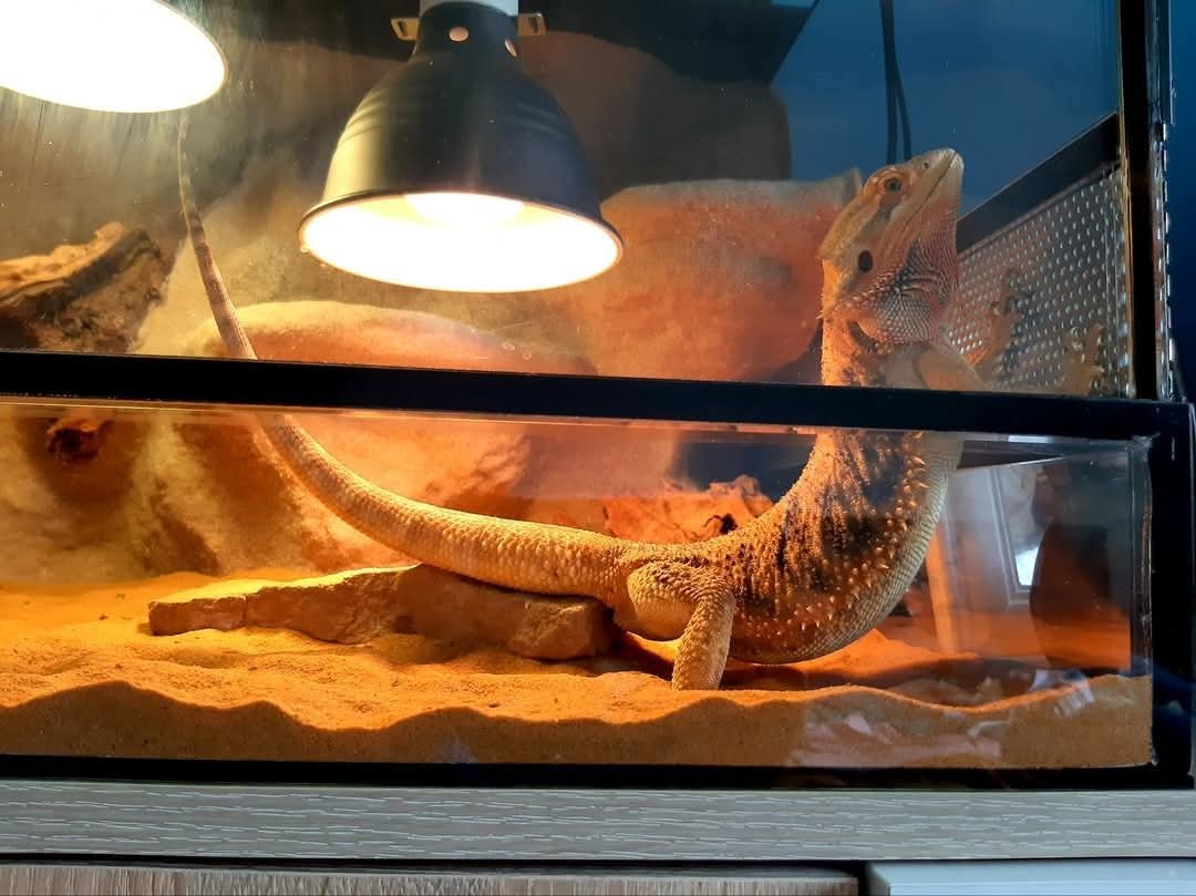 Agama Bradata