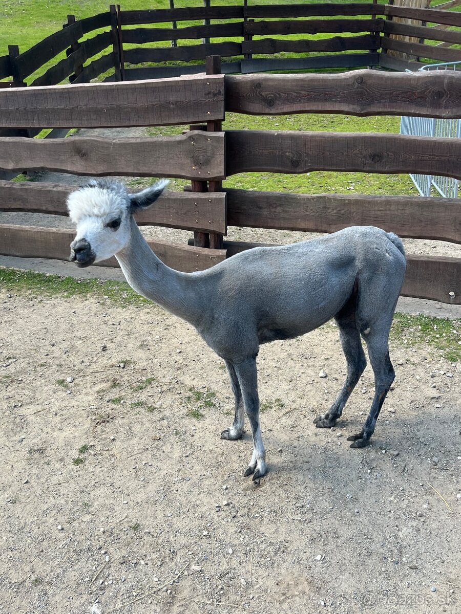 Alpaka