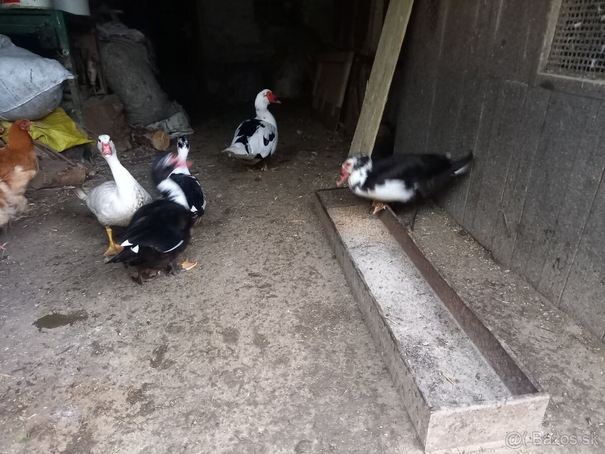 Činske kačky pižmove