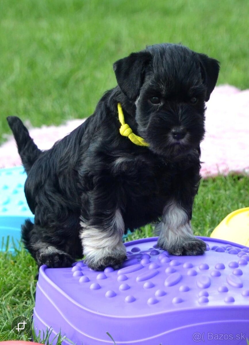 2 měsíční kníračí štěňátko - pes