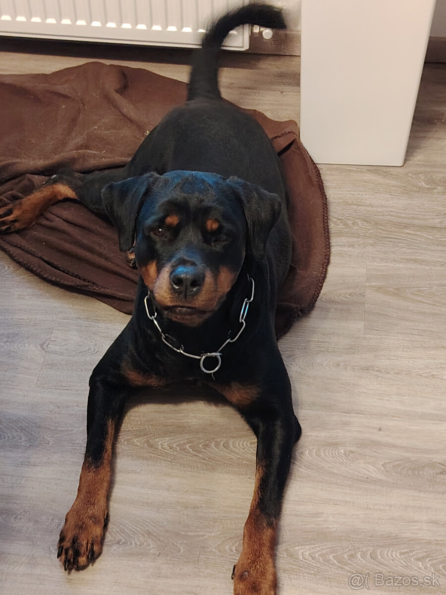 cistokrvna rotvajlerka s PP