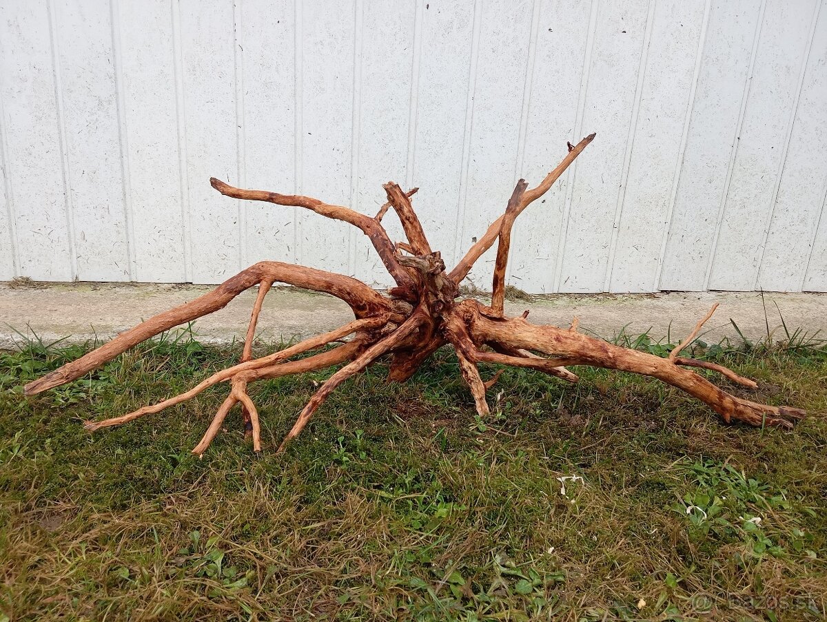predam mohutny koren / samorast do akvaria