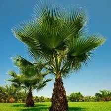 Palma- Washingtonia filifera semená 10ks