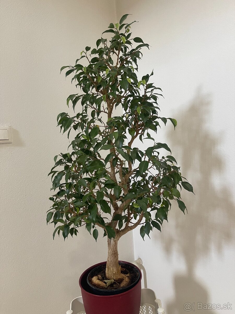 Bonsaj ficus benjamina 31 rokov