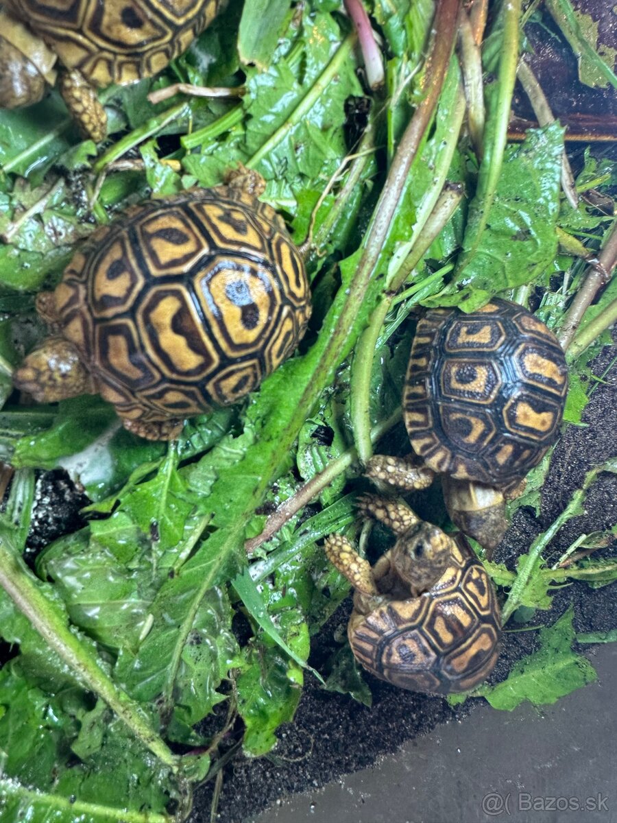Suchozemská korytnačka- Geochelone pardalis