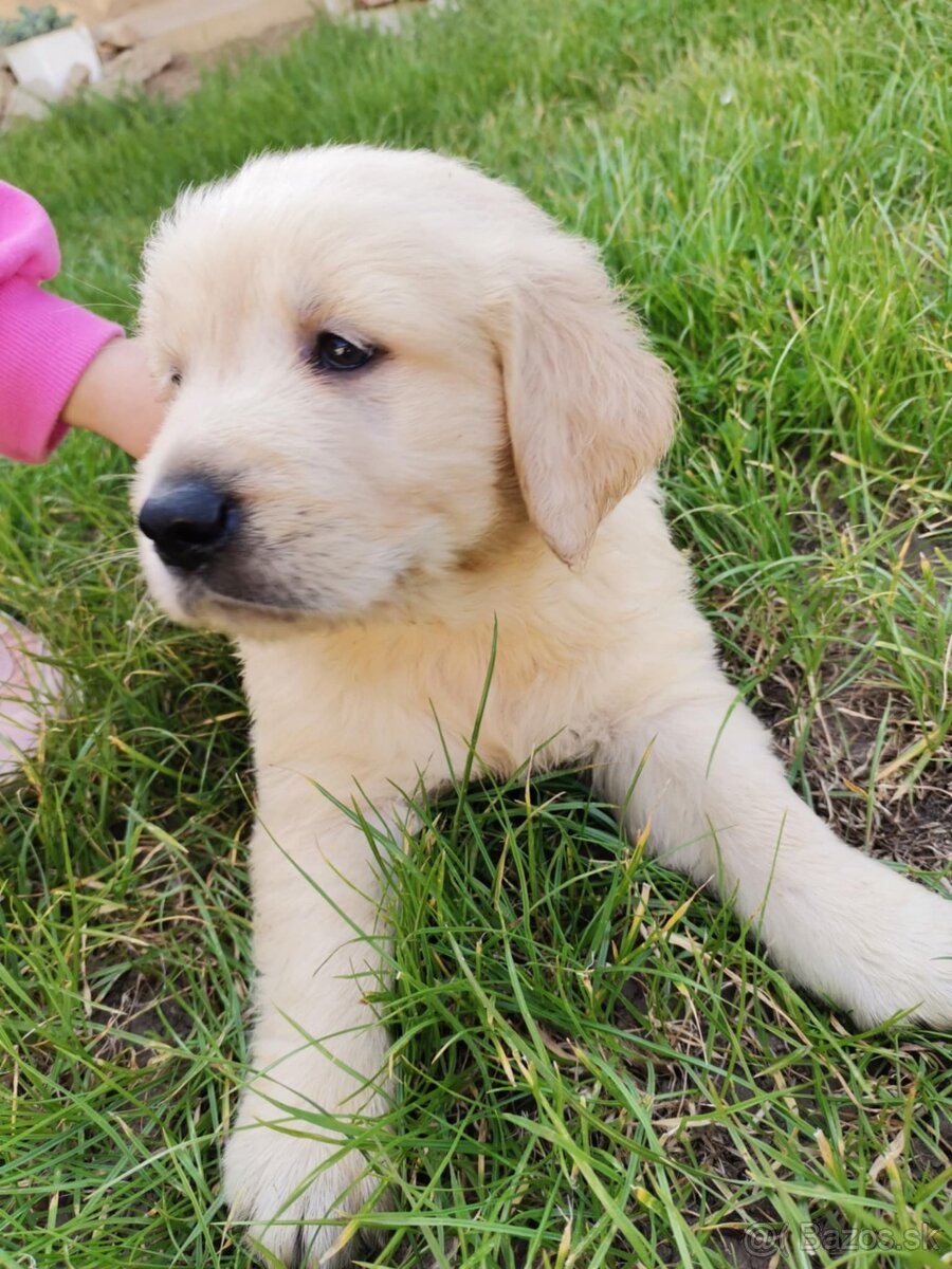 Zlatý Retriever