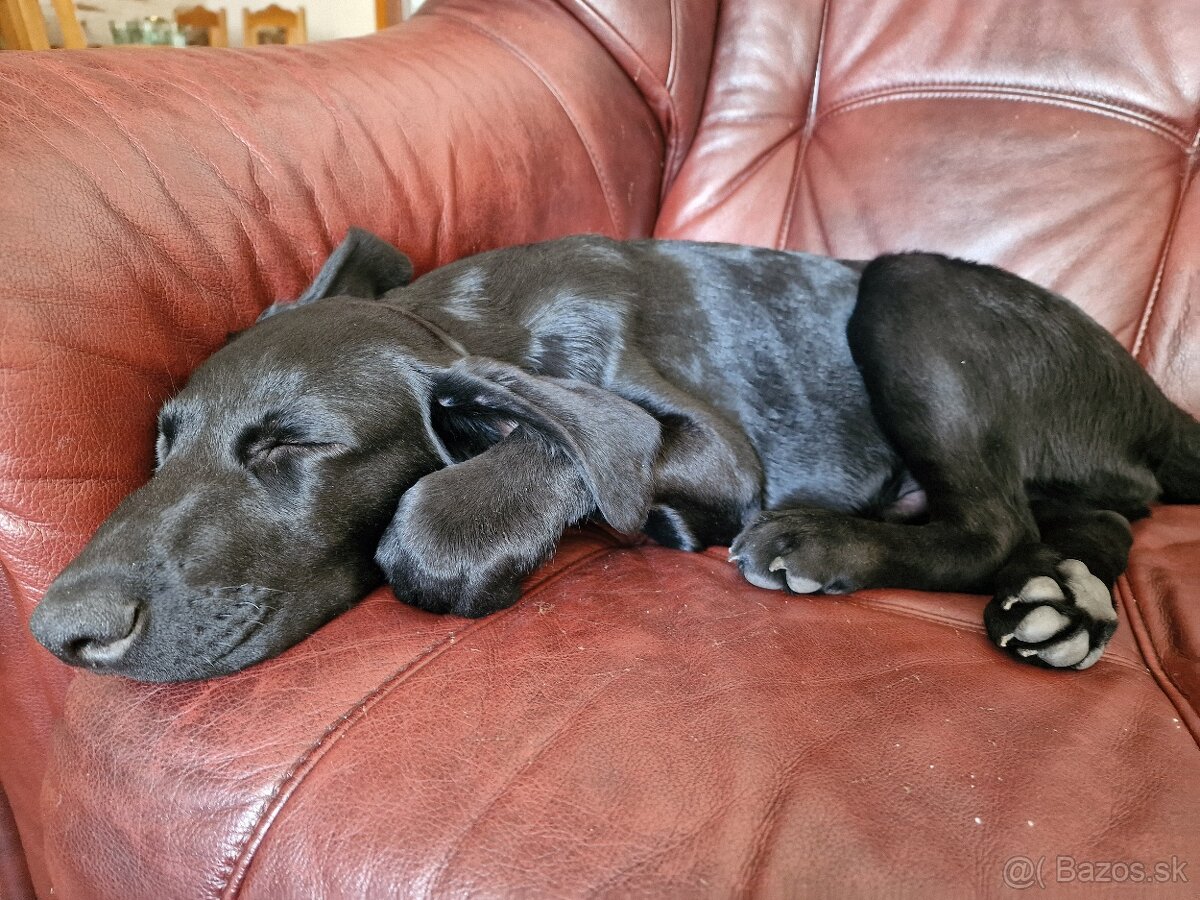 Darujem 4 mesačné labradorskeho retrievera