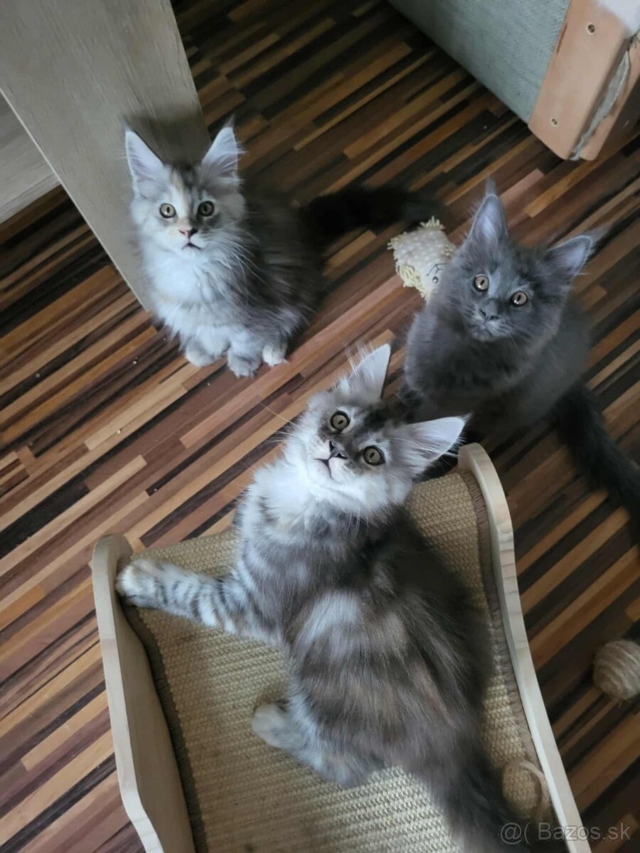 Mačiatka Maine Coon