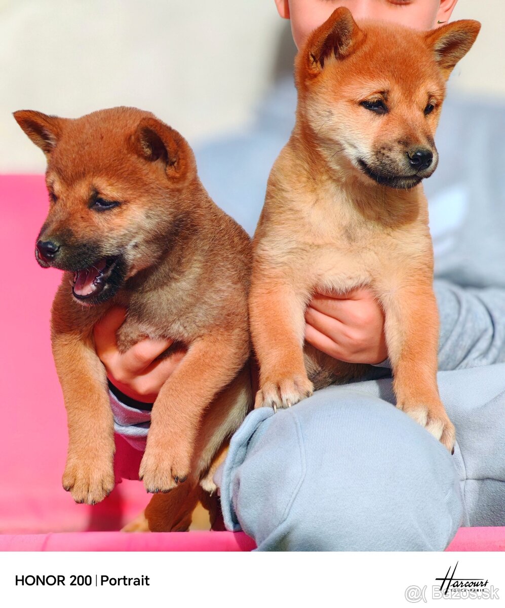 Shiba Inu