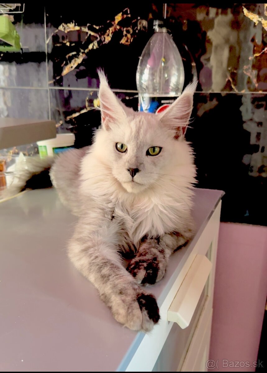 maine coon kocurik