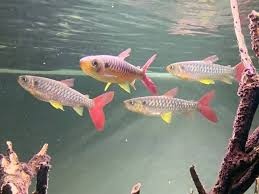 Chalceus macrolepidotus