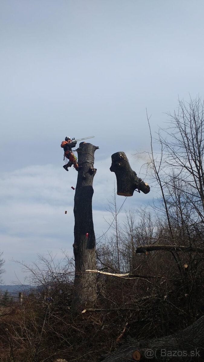 Rizikový výrub / rizikové pílenie stromov