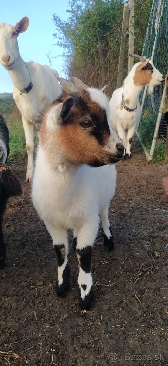 Predám mini kozu s dvomi malými capkami