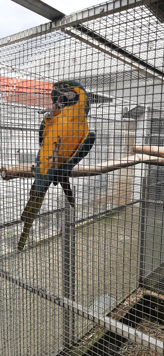 Ara ararauna