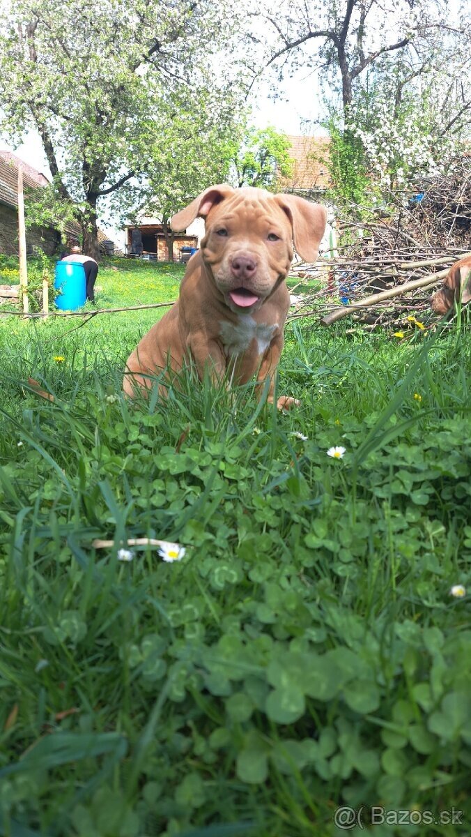 American Bully standard