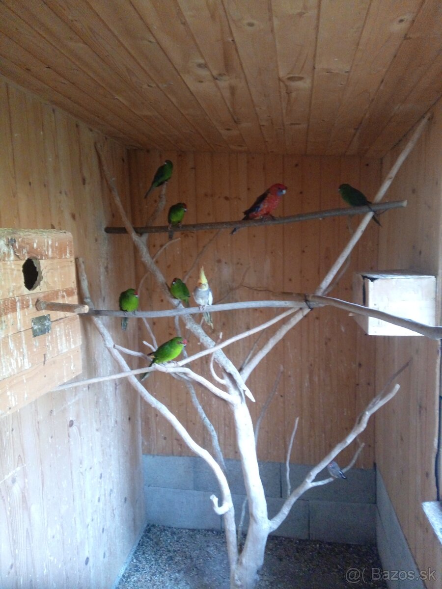 Kakariki