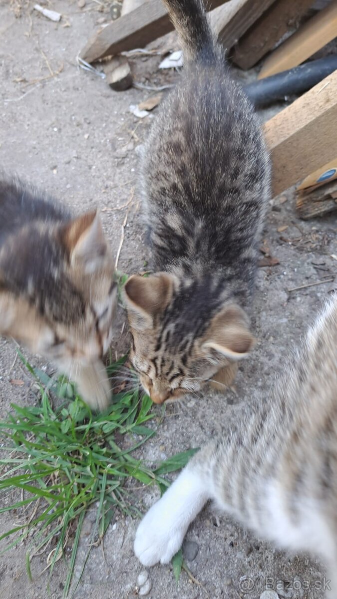 Maciatka