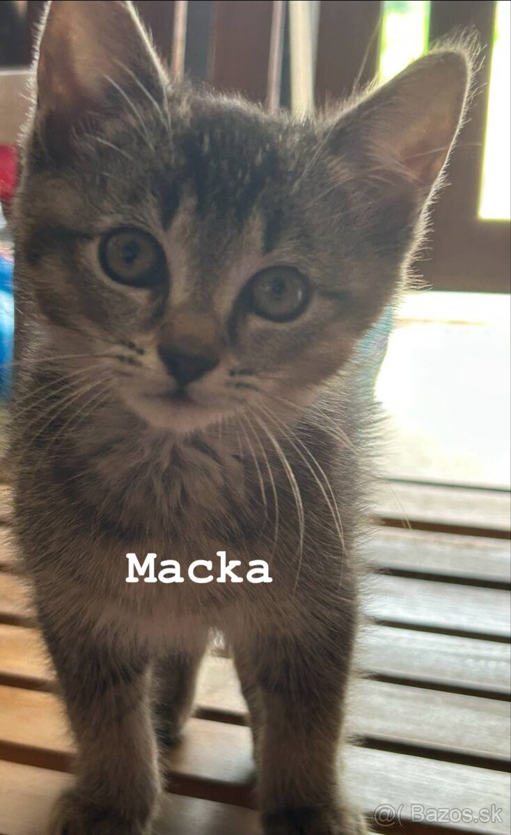 Mačiatka