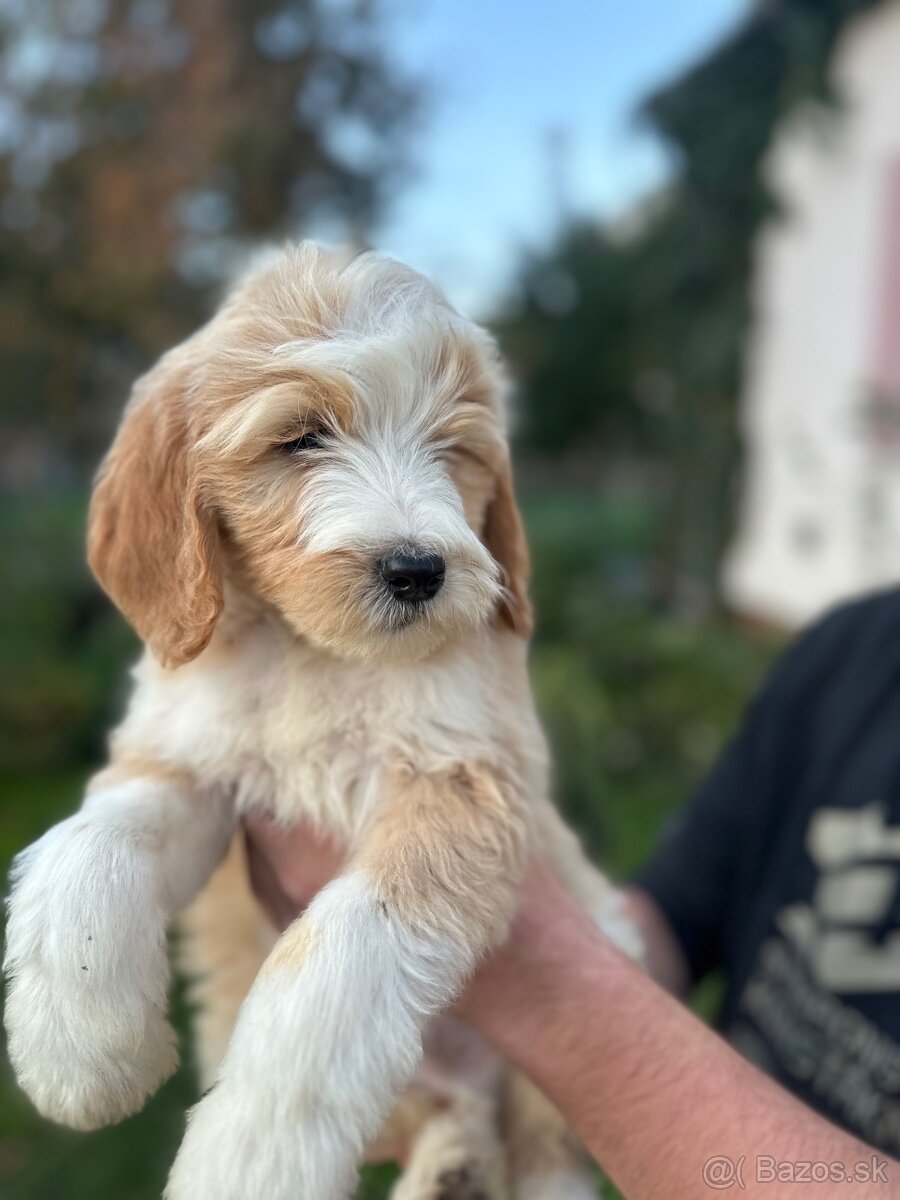 Goldendoodle / Pudel