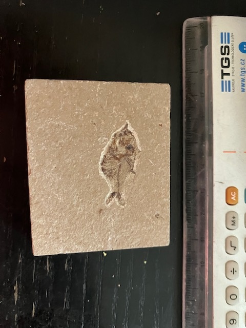Fosília, skamenelina, rybka - inzerát č.8 Libanon