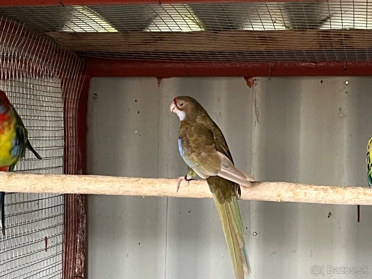 Rozela cierna skorica / modre