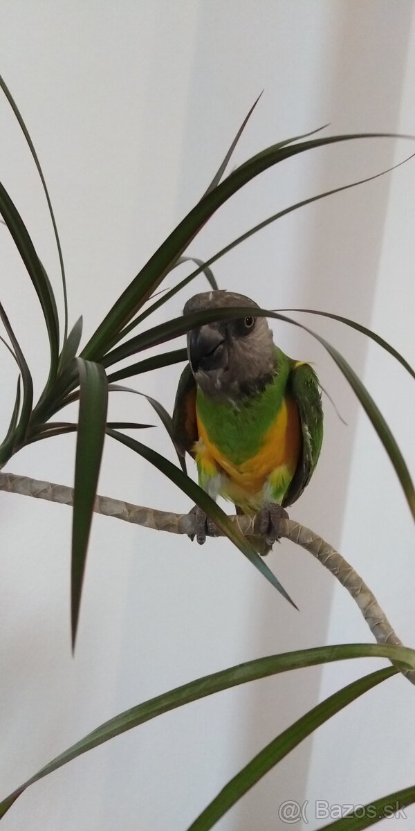 Papagáj senegalský.