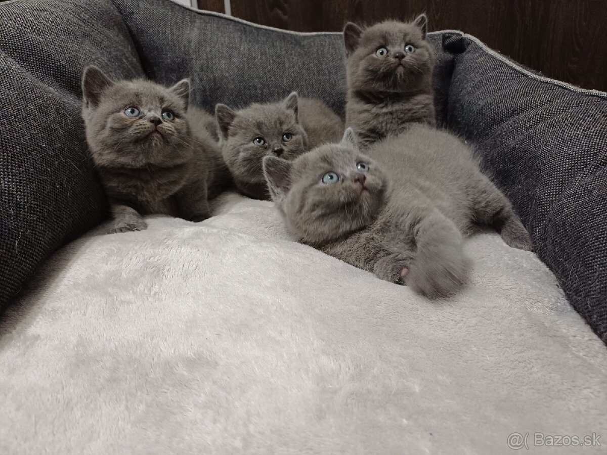 Britské mačiatka REZERVOVANÉ