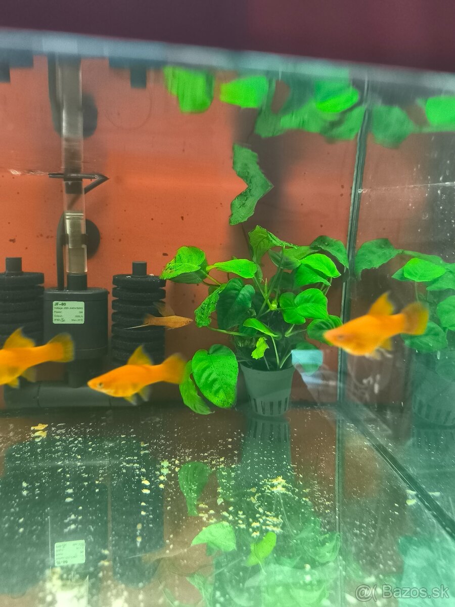 Xiphophorus helleri red Simpson