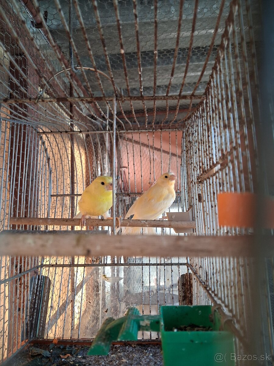 Kanariky