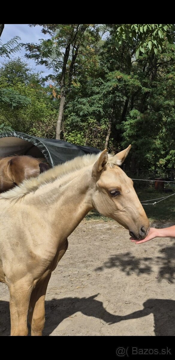 Lusitano klisna