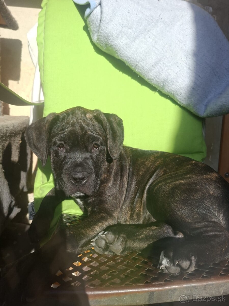 Cane corso