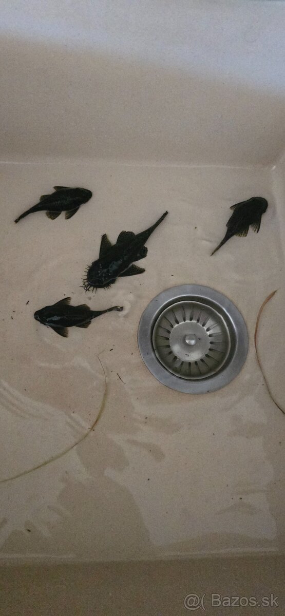 Ancistrus