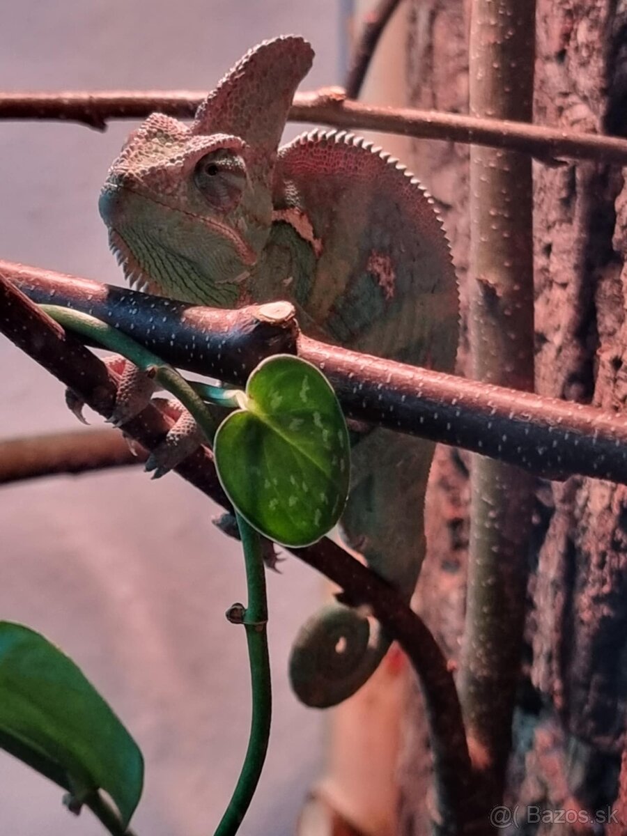 Predám chameleóna