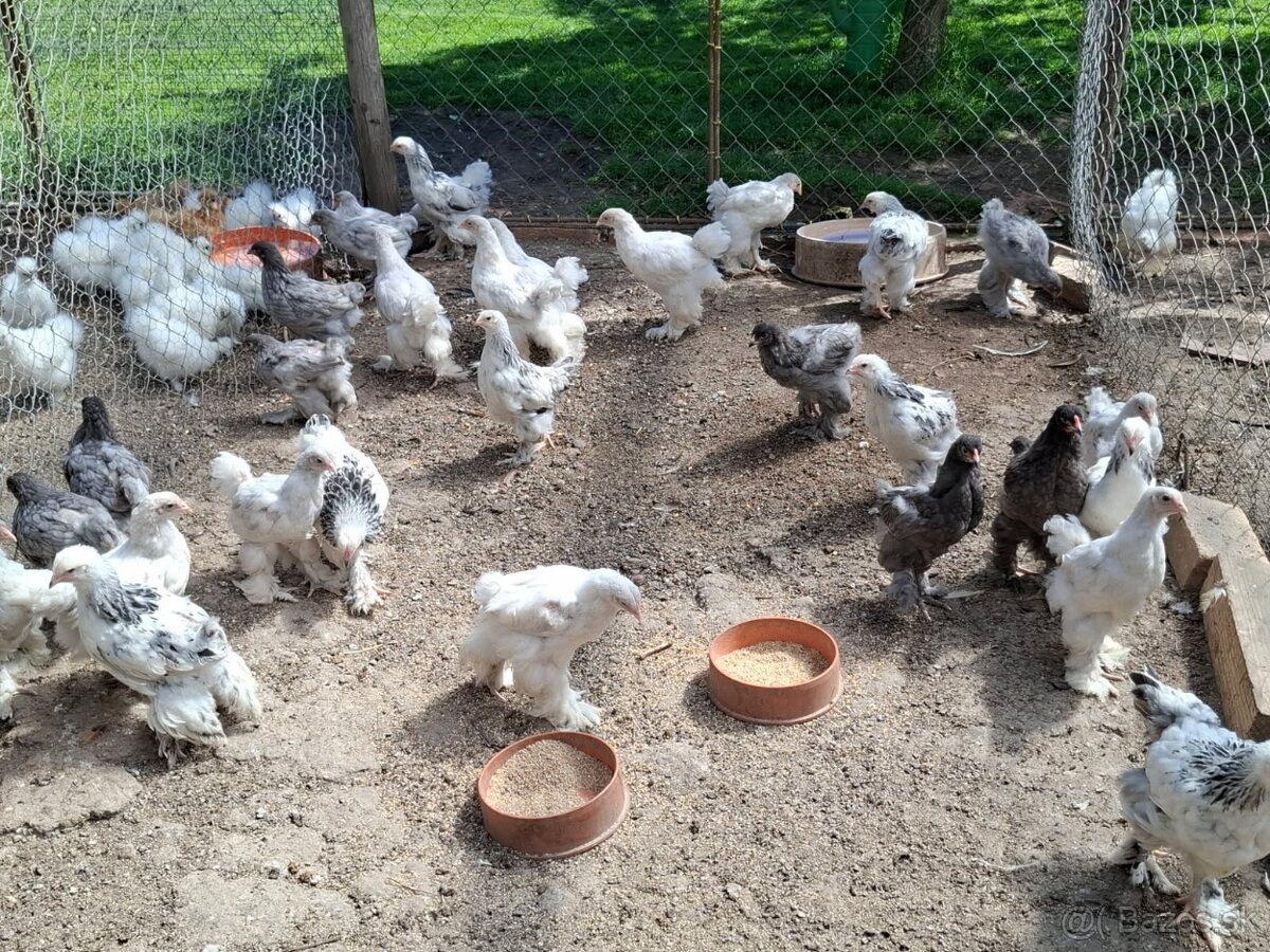 Ayam cemani, Brahmanky, Hodvábničky