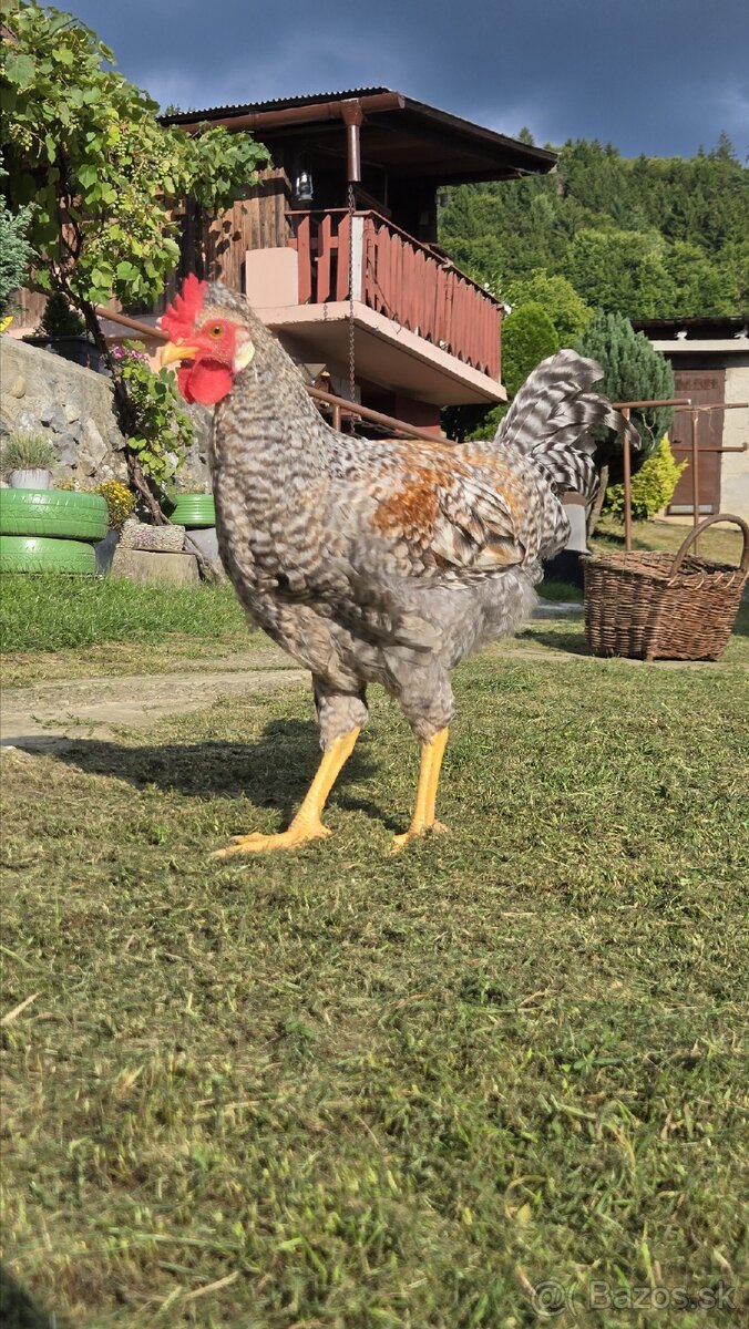 Cream legbar